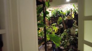 Палатка, бананы, 900 км во имя флорариума