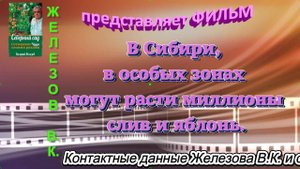 В Сибири, в особых зонах могут расти миллионы слив и яблонь.