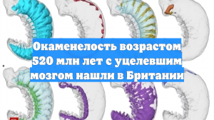 Окаменелость возрастом 520 млн лет с уцелевшим мозгом нашли в Британии