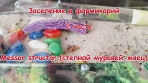 Заселение в формикарий Messor structor (степной муравей-жнец) 2 часть.