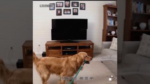 За день до приезда в собачий приют...