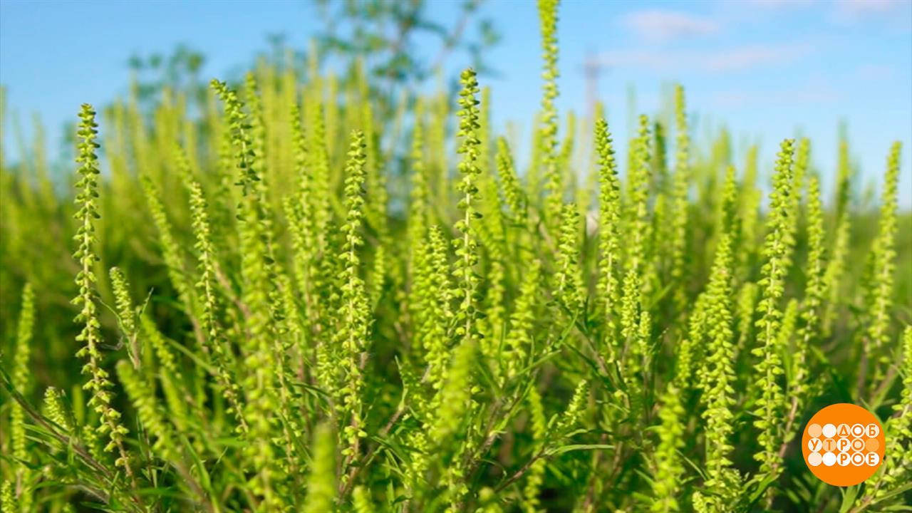 Пыльца летит... А далеко? Доброе утро. Фрагмент выпуска от 02.09.2025