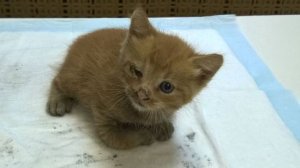 Спасенные хвостики с улицы Новосолдатская. Увы, сейчас там все дома уже снесли...