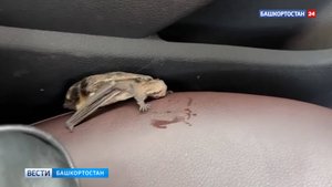 В Башкортостане пассажир такси заснял летучую мышь