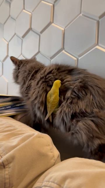 кошка с попугом выкорышем