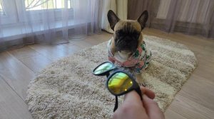 Собачка голая ходит... #французскийбульдог #собака #собакаприколы #бульдог #одеждадлясобак