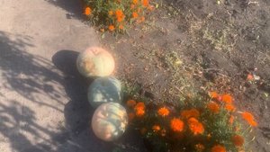 IMG_8961 Убираю морковь.