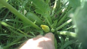 Обзор нашего второго кабачкового растения