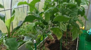 Убираем теплицу. Корень шиповника...