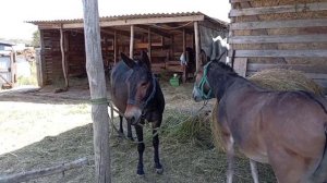 Катаюсь в ленейке, мулы прошли 15 км.