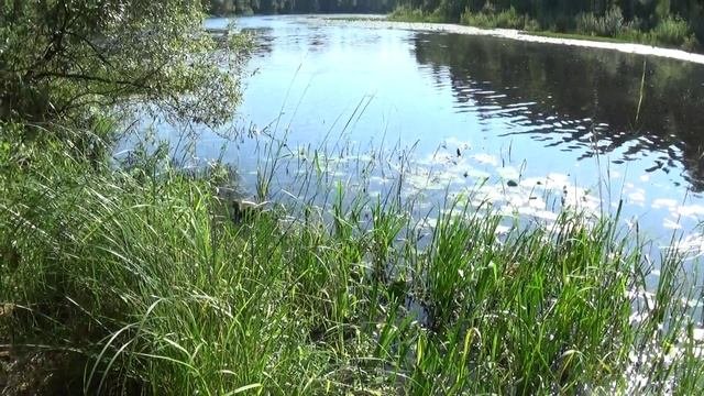 Весёленькие гости