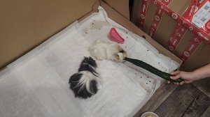 Морские свинки и их проделки