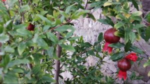 Гранатовое дерево плодоносит и цветет одновременно,