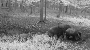 Кабаны видео фото ловушки