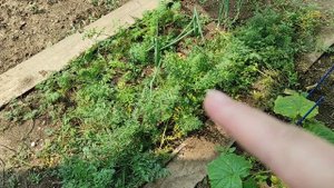 Огород на юге