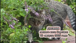 ДНЕВНИК лесного кота Барсика: «Лето, пока!» - 31 августа 2025 года