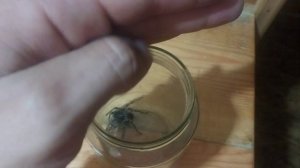 Первый день, как у меня появился тарантул!