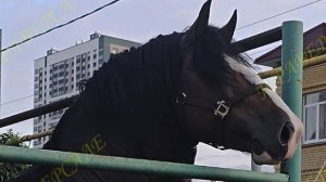 8019-1 Владимирский жеребец