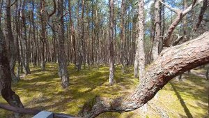 танцующий лес.mp4