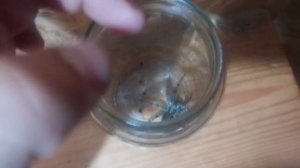 На третий день, паук сходу съел добычу!