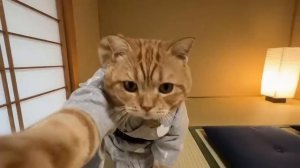 Влог рыжего кота из Японии