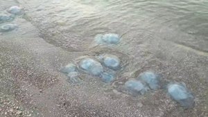 Утро на Азовском море