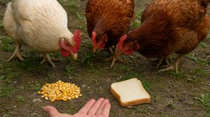 Что выберет курица часть 2