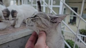 Котики кушают вкусную еду)7