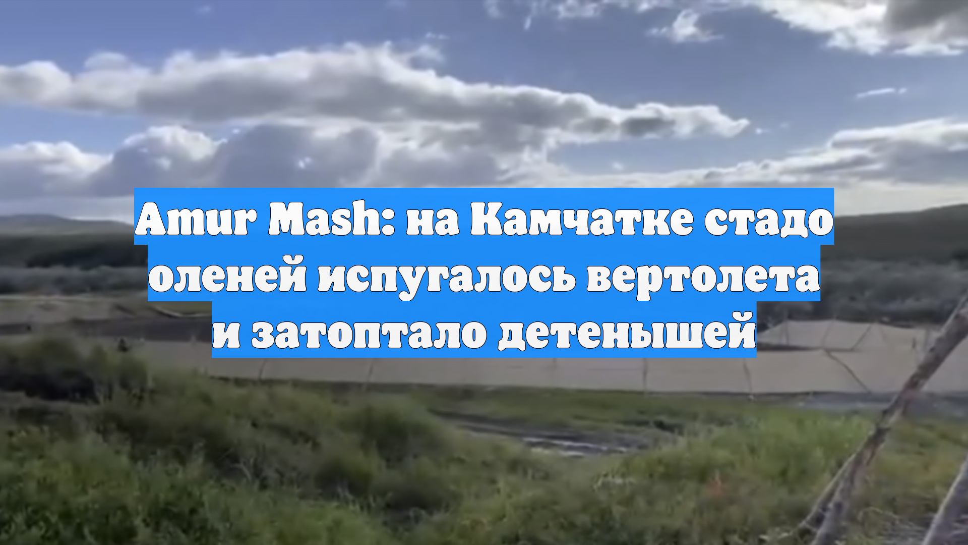 Amur Mash: на Камчатке стадо оленей испугалось вертолета и затоптало детенышей