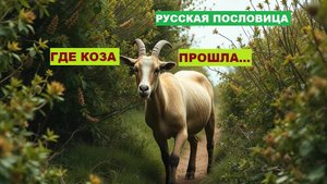 Русская пословица. ГДЕ КОЗА ПРОШЛА...