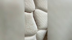 Уничтожение клопов в Красногорске
📞+7-912-243-00-02 или пишите в месенджеры