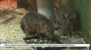 Кролики на оленьих ножках. В Иркутском зоосаде появились патагонские мары