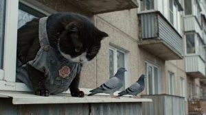 голуби