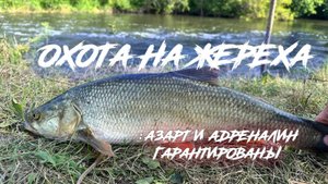 Рыбалка на жереха в сентябре. Осторожный боец: азарт и адреналин гарантированы.