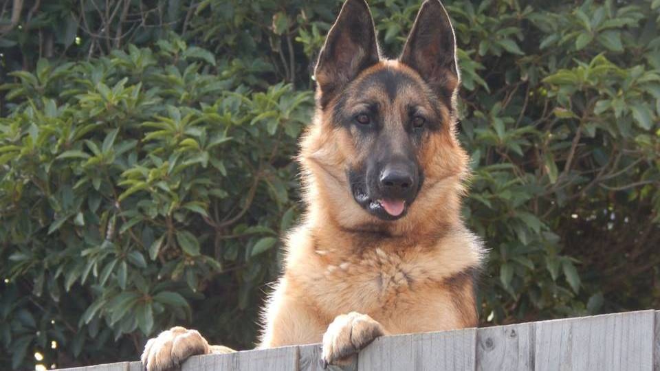 Пёсья любовь смотреть онлайн