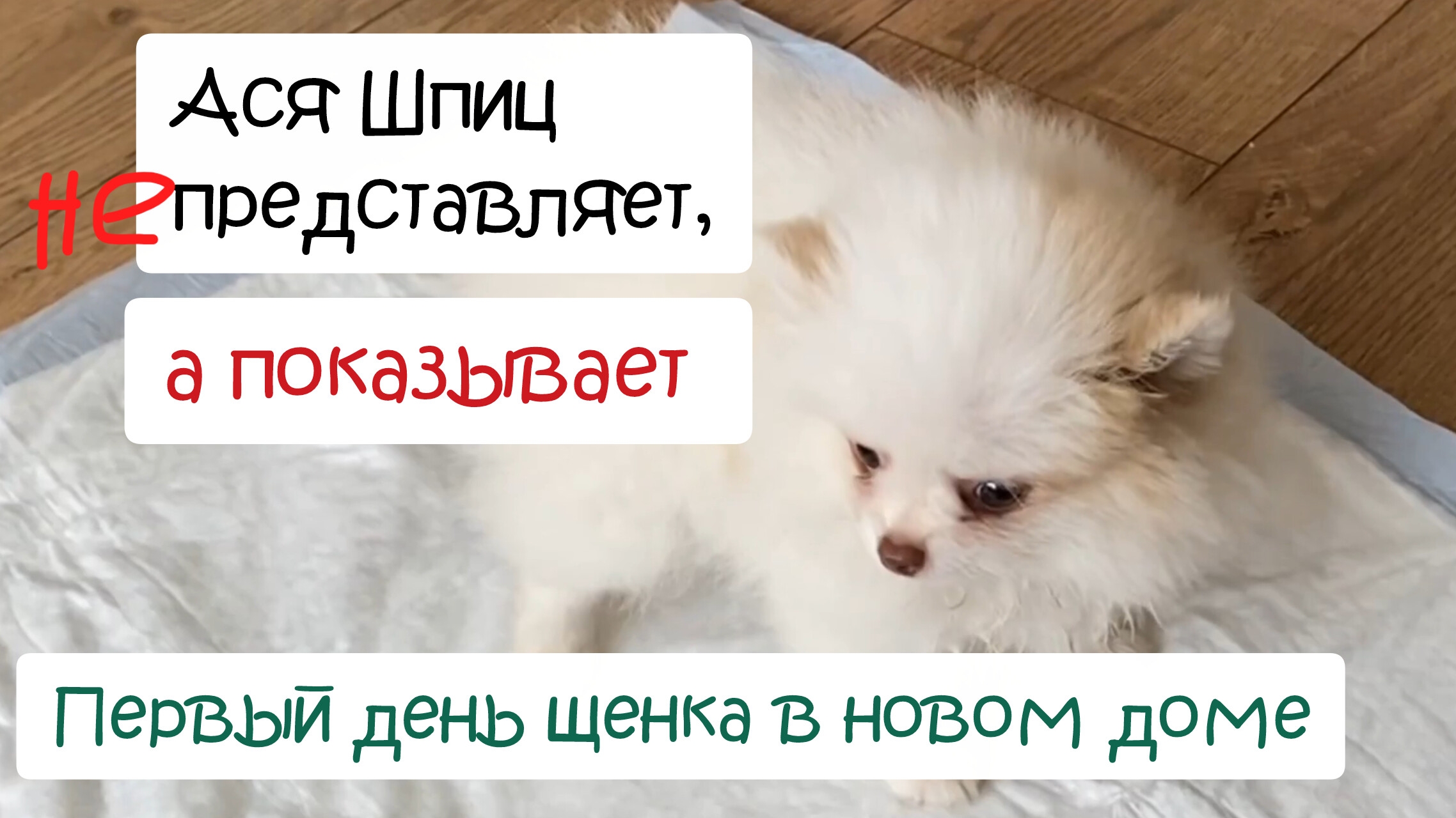 Первый день щенка в новом доме смотреть онлайн