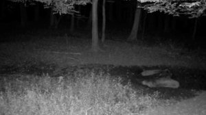 Фото ловушка кабаны