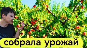 Собрала УРОЖАЙ персиков - НЕ ОЖИДАЛА столько 🍑