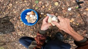 СБОР БЕЛЫХ ГРИБОВ 2 СЕНТЯБРЯ