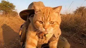 Влог рыжего кота на сафари