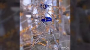 Божественный свет любви!