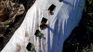 Пересаживаю клубнику в бугор под белую плёнку. Сорт "Лия сахарная"