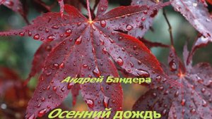 Осенний дождь - Андрей Бандера
