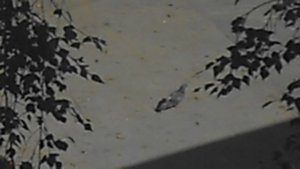 Одинокий голубь на асфальте. DSCN6664