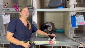 Зарики очень устали сидеть в приюте! Поддержать ⬇️