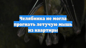 Челябинка не могла прогнать летучую мышь из квартиры