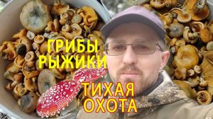 Тихая охота: секреты успеха в поиске рыжиков. Тихая охота за грибами