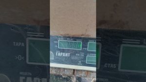 Случки.Вес самок после жары.