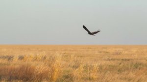 "Ах, ты степь широкая!" "Ah you, wide steppe!"