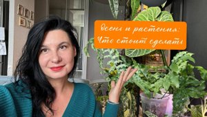 Комнатные растения и осень: что стоит сделать сейчас